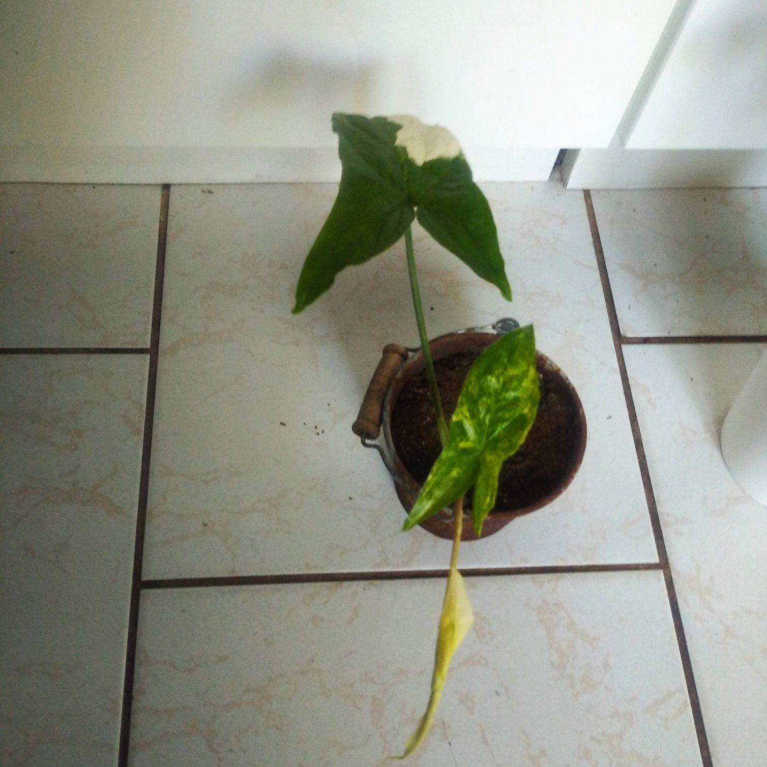 Syngonium Emerald gem veriegata