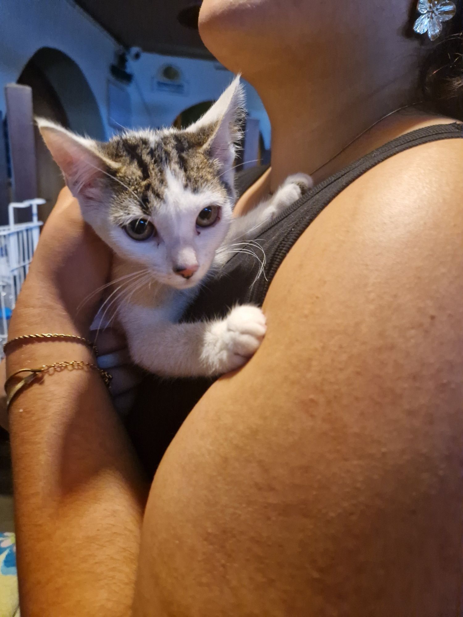 Gatinha 2,5 meses, meiga, resgatada de motor de carro ADOÇÃO
