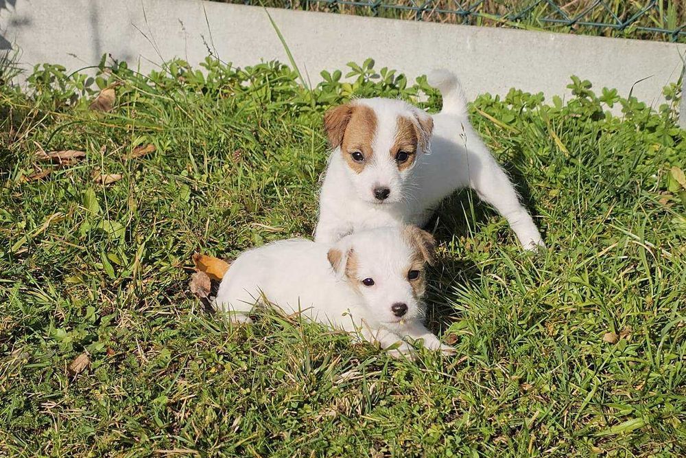 Suczka FCI Parson Russell Terrier szczenię