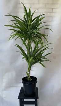 Dracena zielone listki