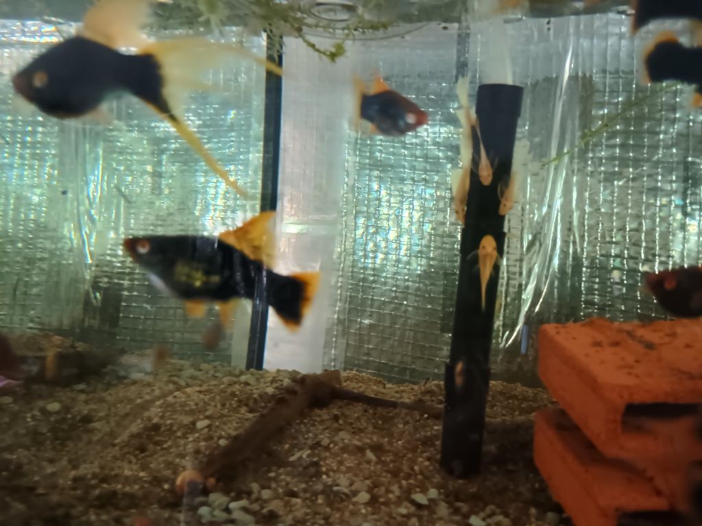 SAMICE  i Samce Mieczyka HAMBURG delta Xiphophorus helleri HAMBURGI