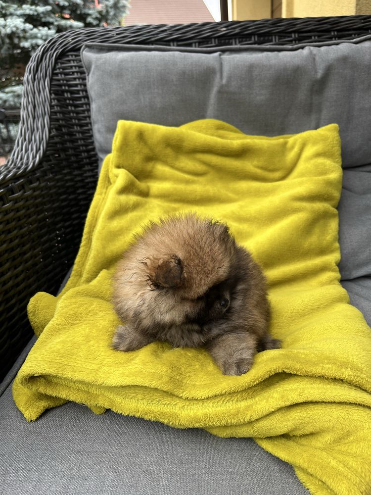 Szpic pomeranian suczka