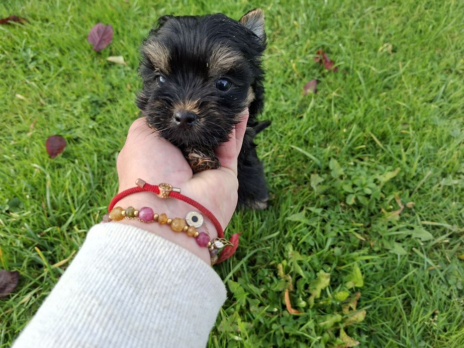 York Sunia słodziak