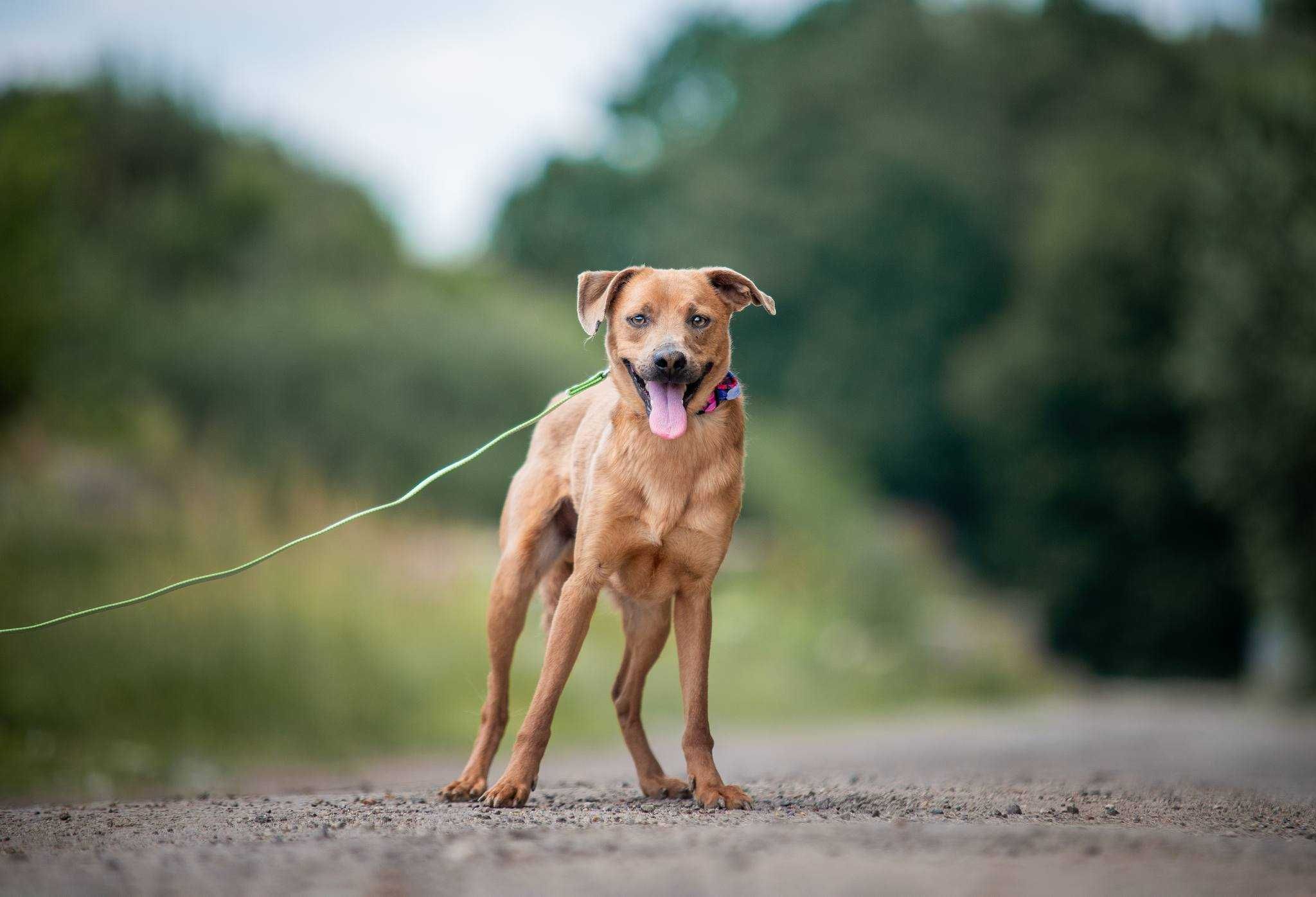 Ulek - młody psiak szuka nowej rodziny ADOPCJA
