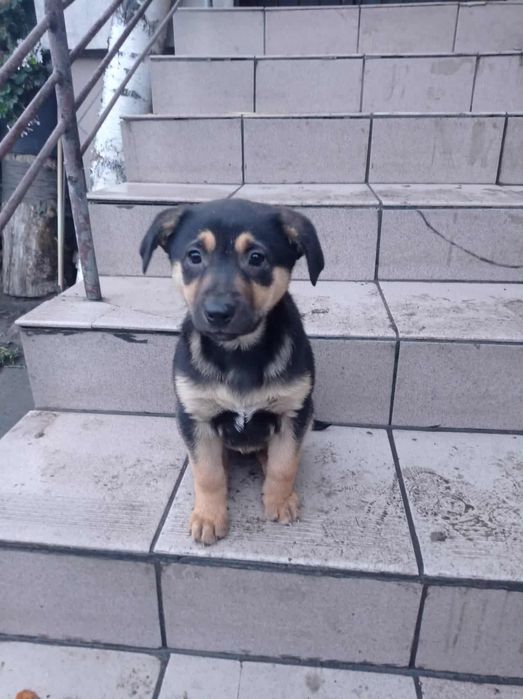 Oddam w dobre ręce – 3 szczeniaki