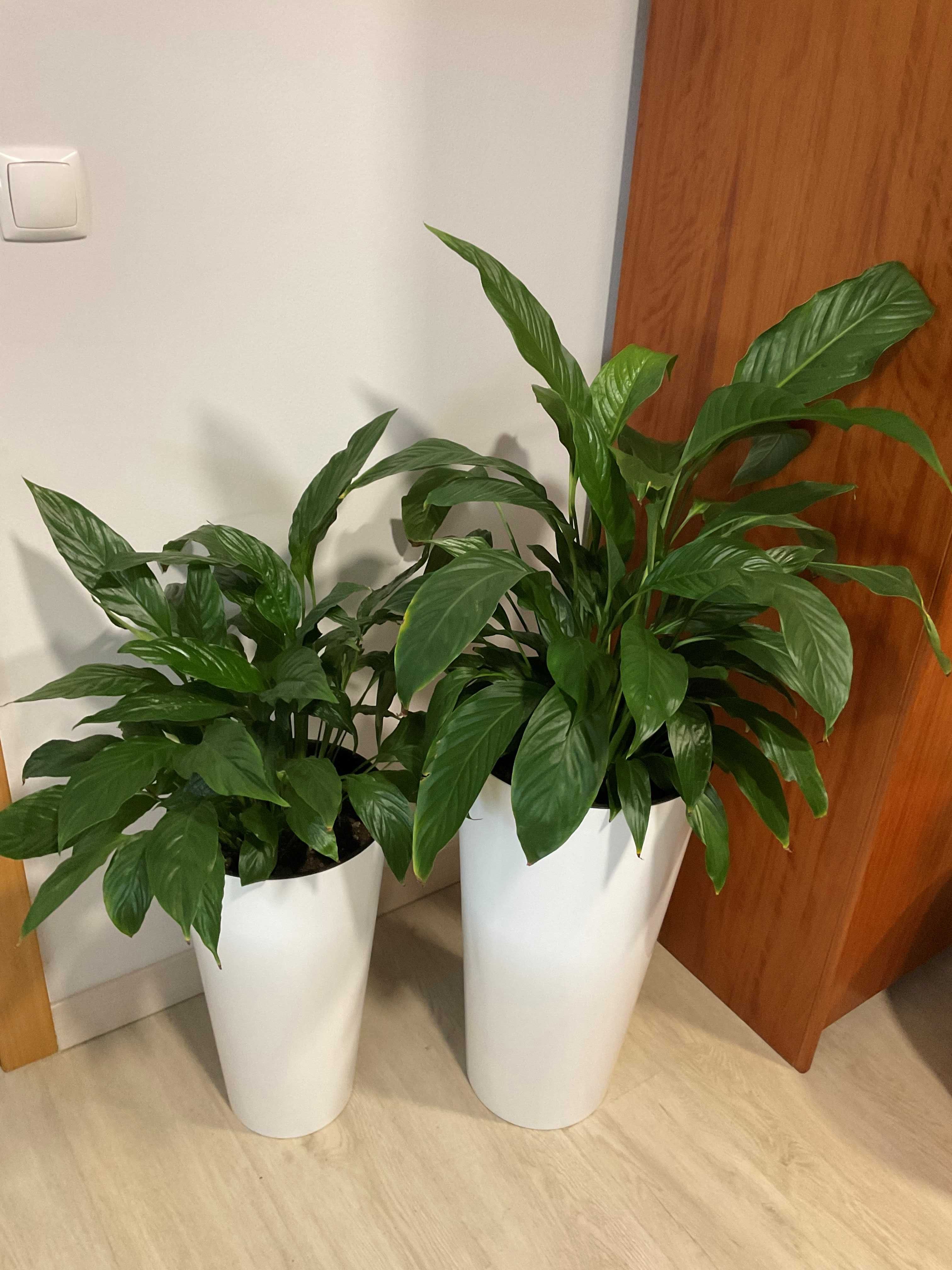 Planta natural em vaso