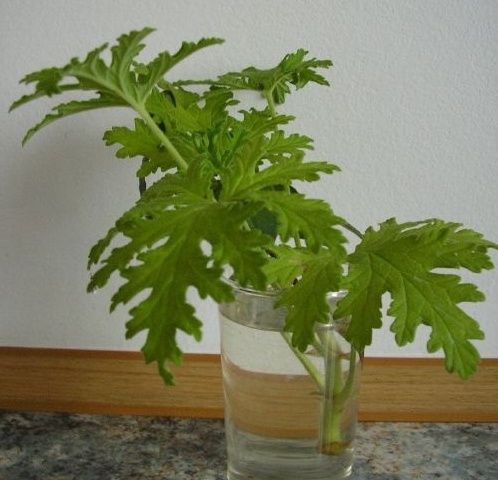 Anginka geranium