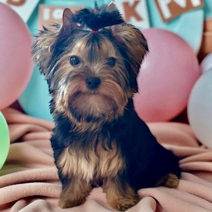 York Black and tan - Biewer - cudna i radosna malutka suczka