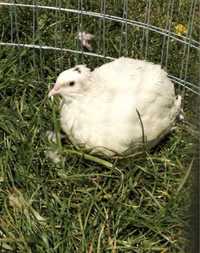Продам птенцов перепелки Техасский белый
