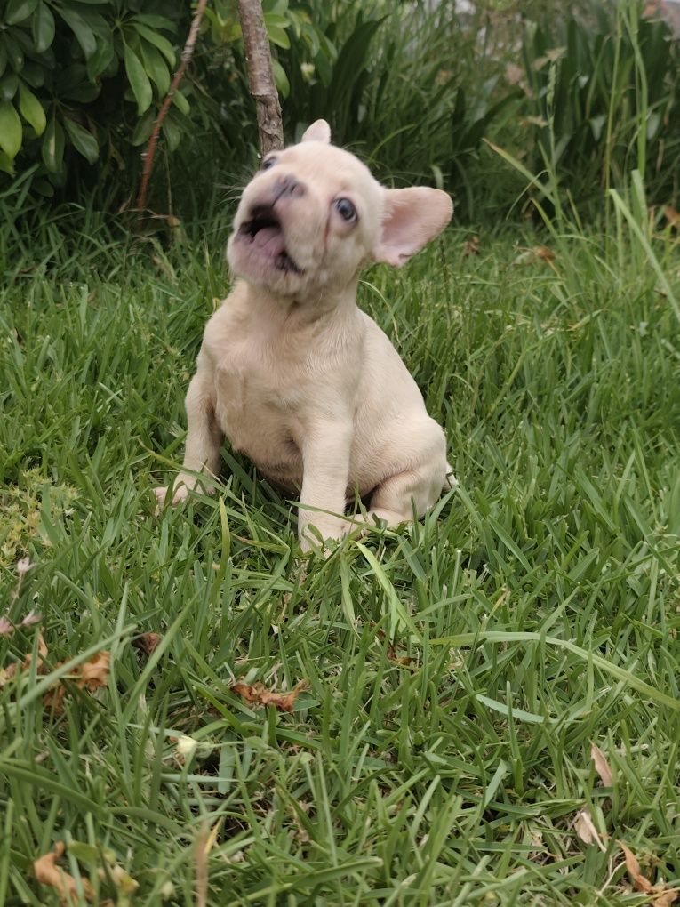 Buldogue francês macho