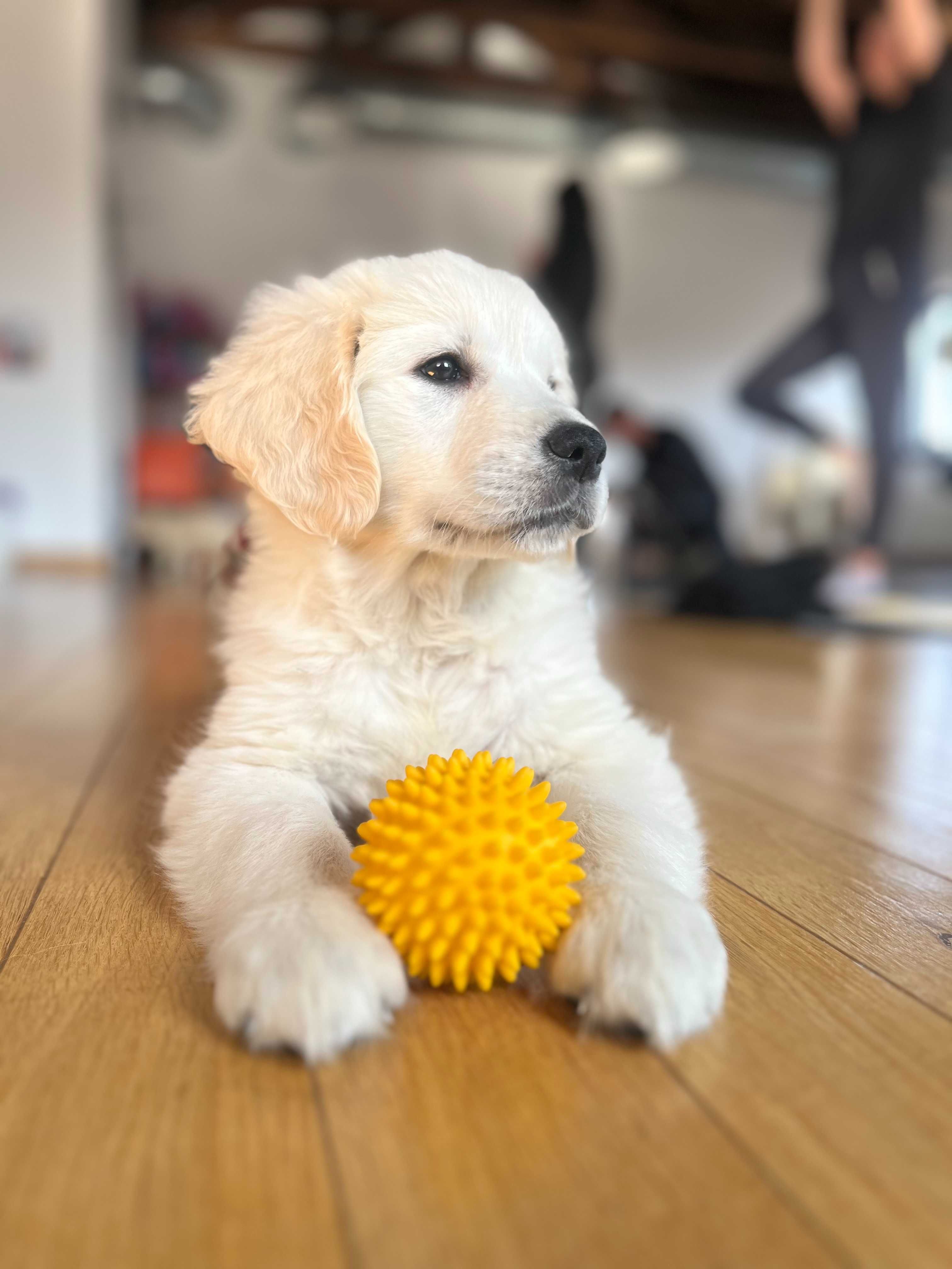 Prześliczny Golden Retriever