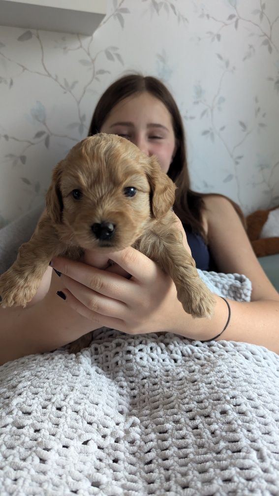 Maltipoo F1b przytulanki