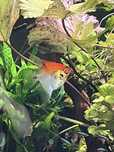 Rezerwacja do niedzieli. Skalary Red Devil/Koi