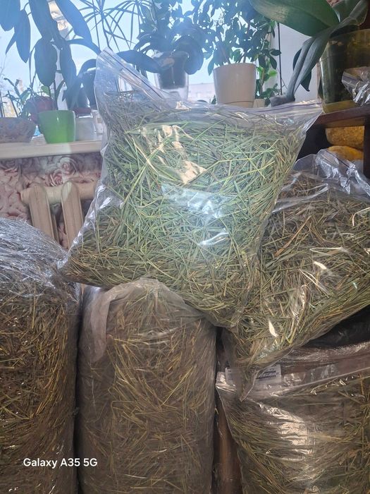 Сіно зелене для гризунів та тварин