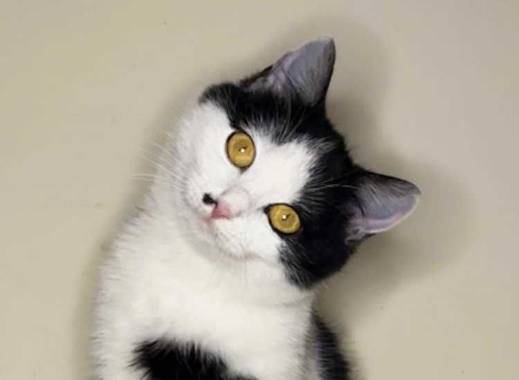 Красуня кішечка Брошка (4,5 місяці) дуже чекає на люблчу родину!