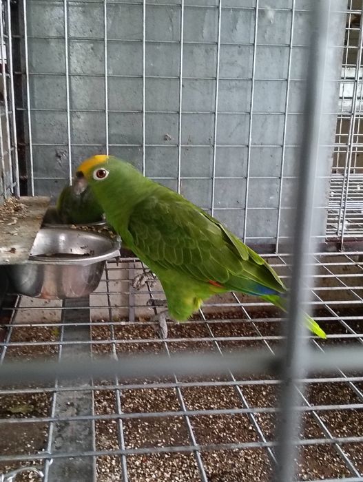 Casal de amazonas ochocephala