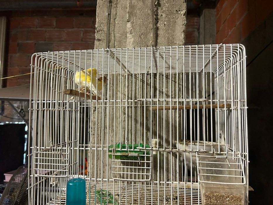 Canários para Venda