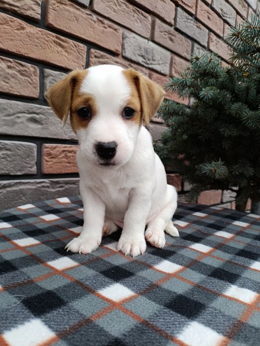 Цуценята Джек- Рассел-Тер'єр шукаємо хорошу родину