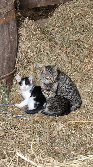 Oddam koty w różnym wieku