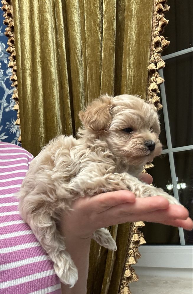 Мальтипу ф1 микро девочка