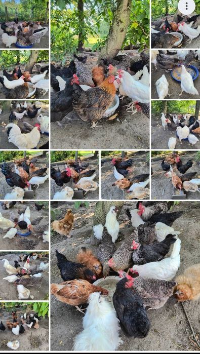 Jajka lęgowe od różnych kur.