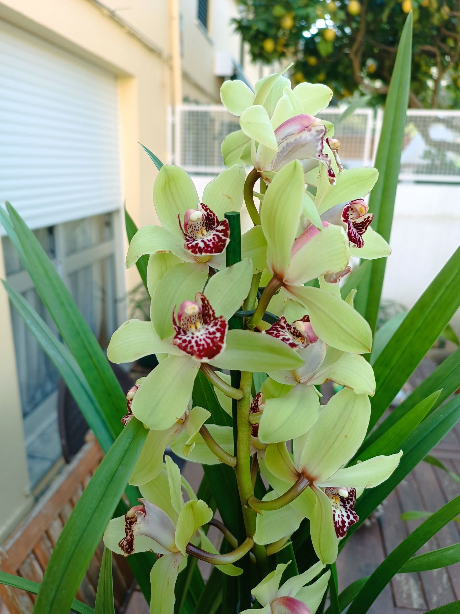 varias plantas e bolbos