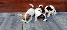 Jack Russell terrier
