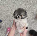 Lulu da Pomerânia c/LOP Spitz alemão anão