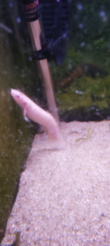 Polypterus senegalus