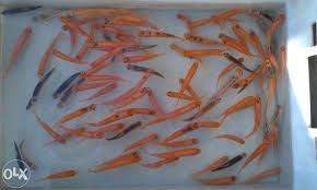 Narybek Ryby Złota Orfa Bardzo Aktywna Wysyłka Narybek24.pl