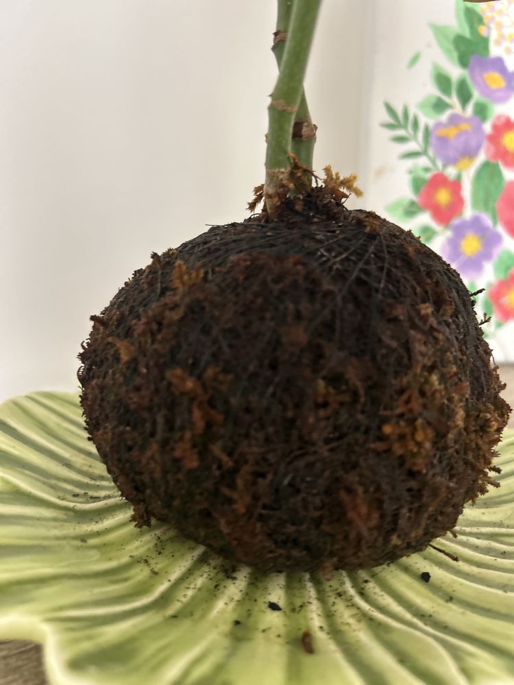 Begônia Maculata em Kokedama – Decoração Viva e Única