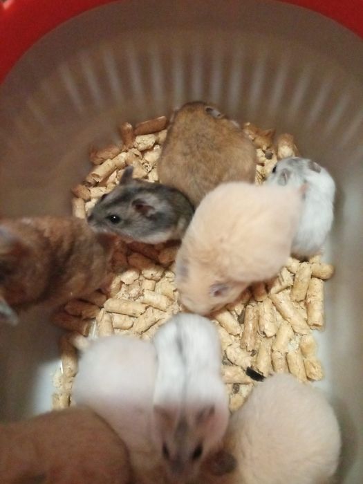 хомячки пушистые в Харькове купить хомяка большой хомячок рыжий клетка