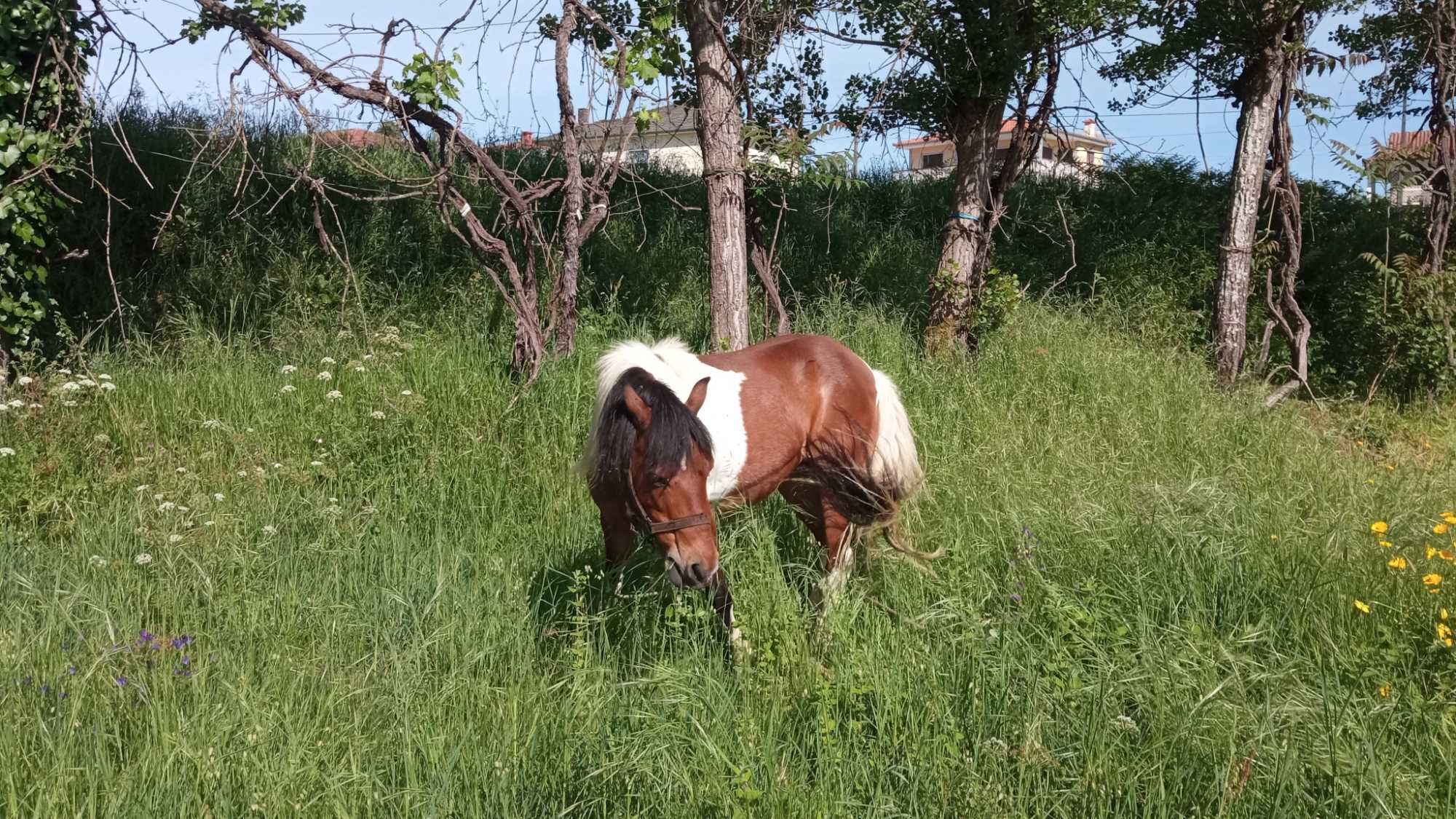 Égua cruzada portuguesa