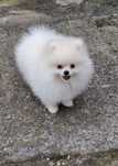 Szpic miniaturowy, pomeranian