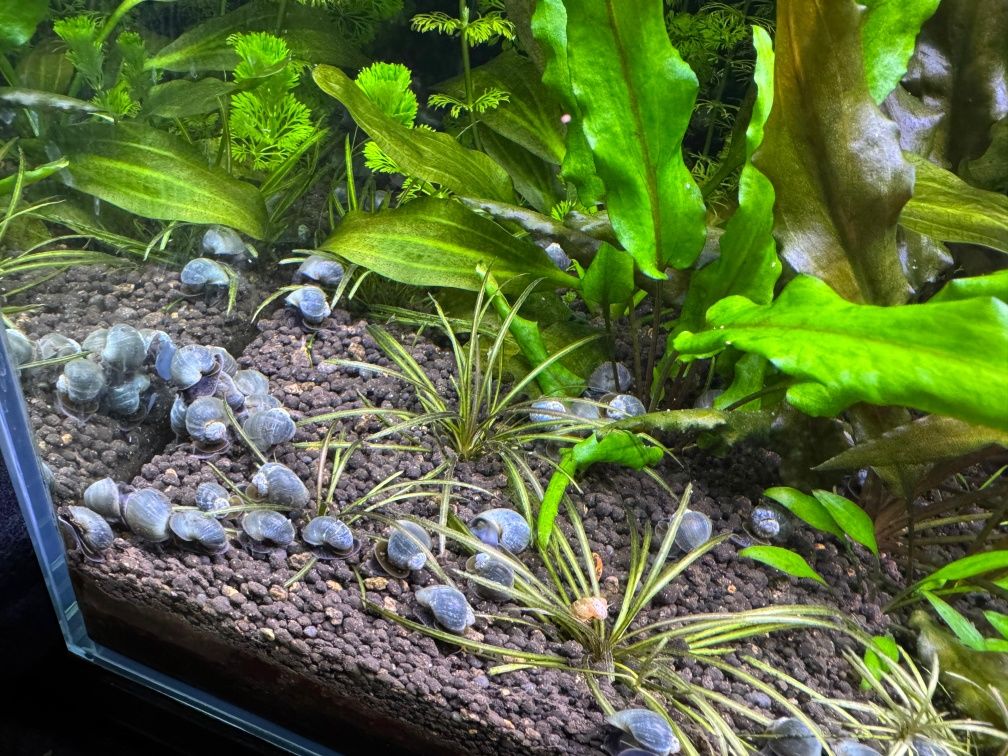 Ampularias azuis