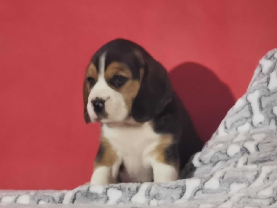 Beagle piękny piesek 4