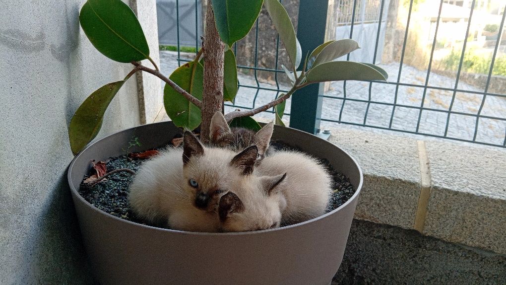 Gatinhos para adoção