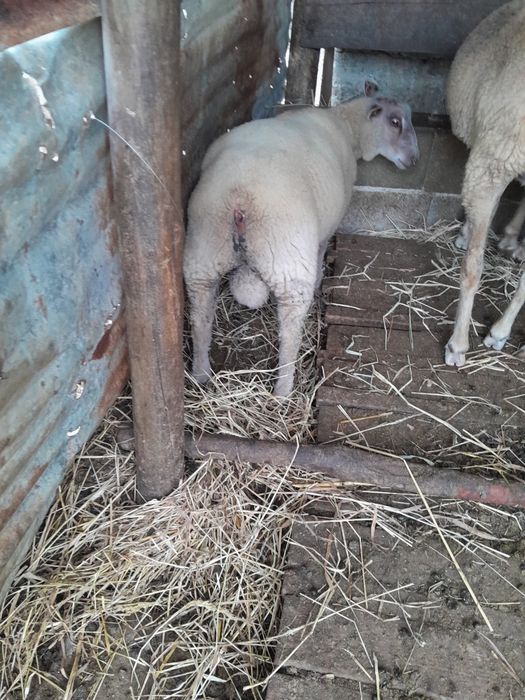 Venbo borrego charolez.  Ou 1 texel cx