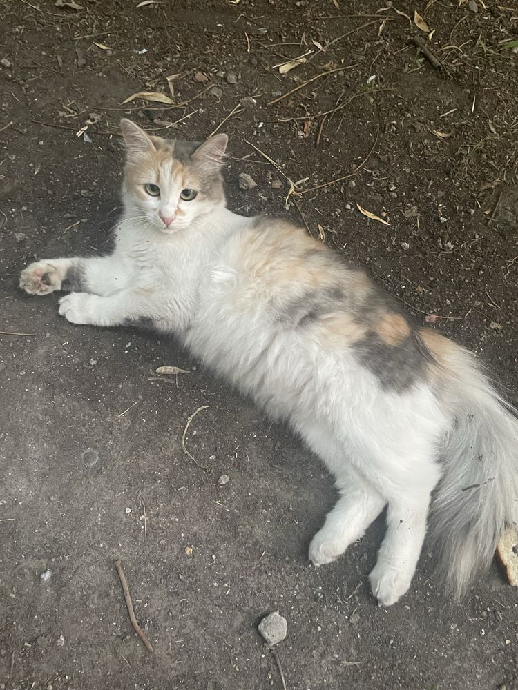 Кошка кішка безкоштовно бесплатно  кот