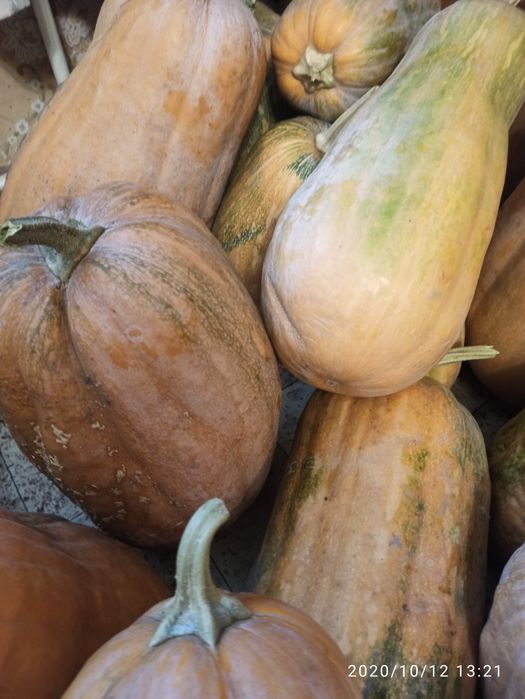 Гарбуз дыня тыква круглая