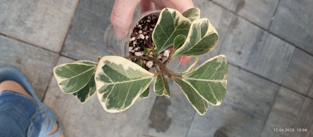 Ficus fikus sweetheart triangularis variegata