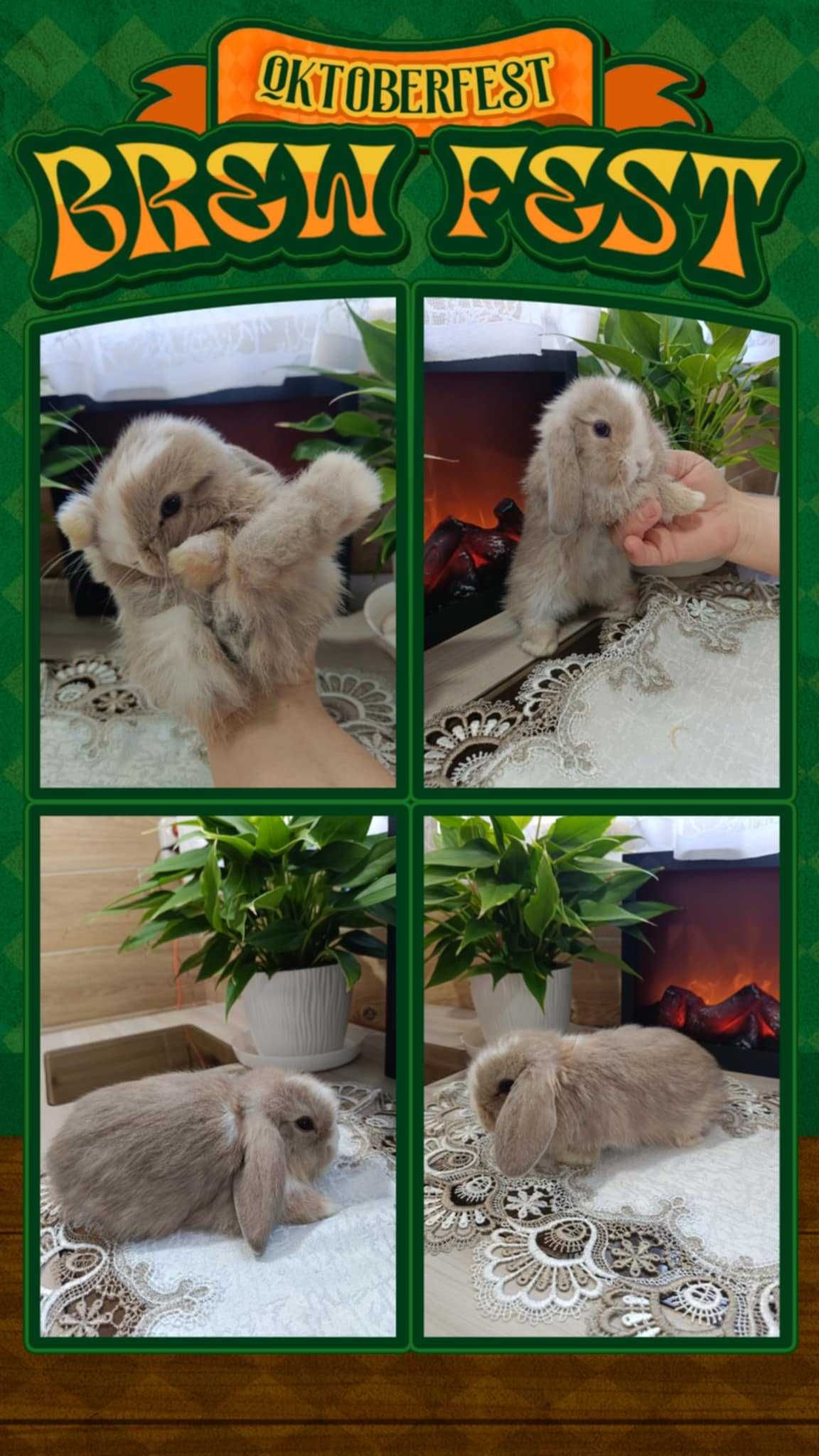 Mini lopy baranki królik karzełek.Hodowla zarejestrowana KZHK