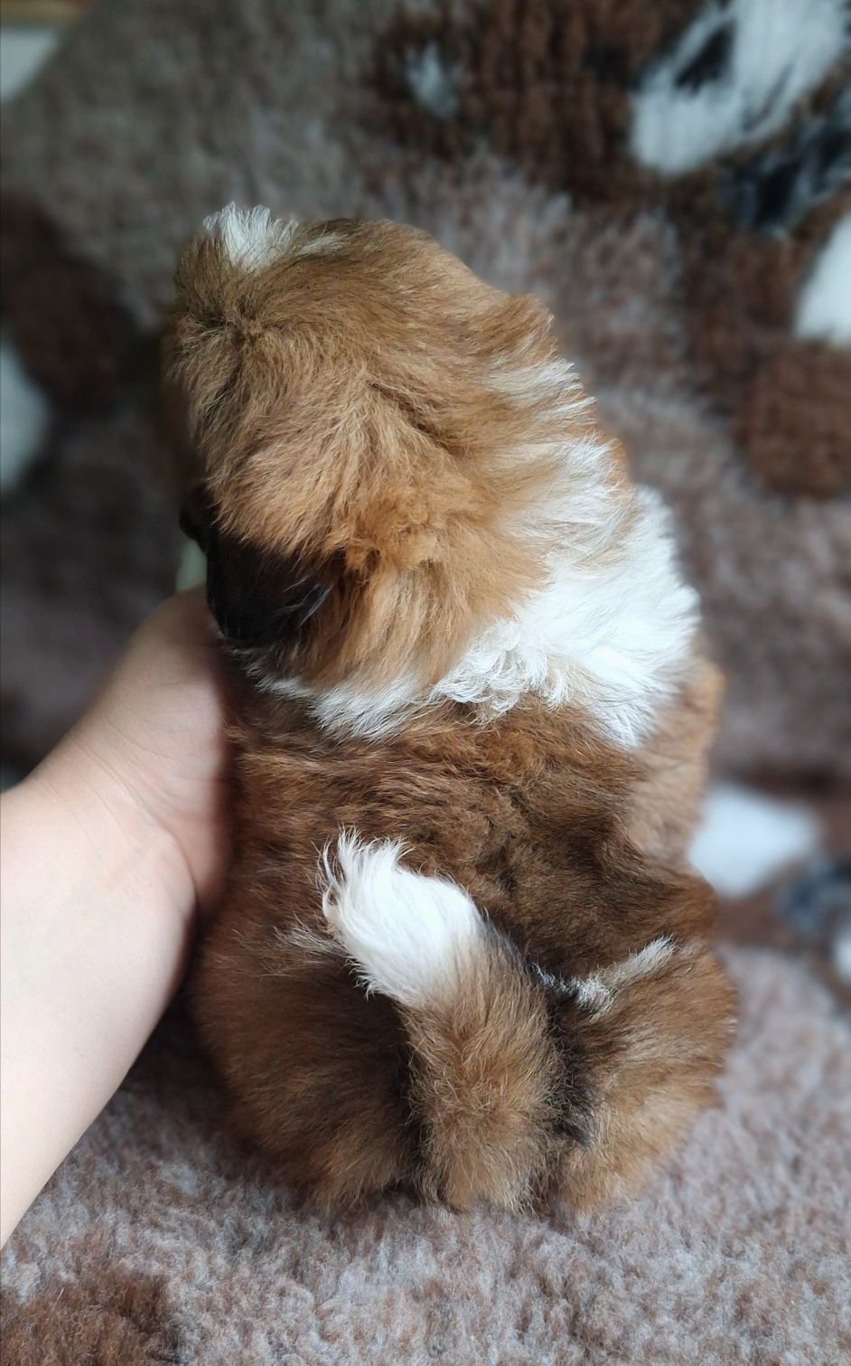 Cudowny maluszek Shih Tzu tri-color z rodowodem - zapraszamy