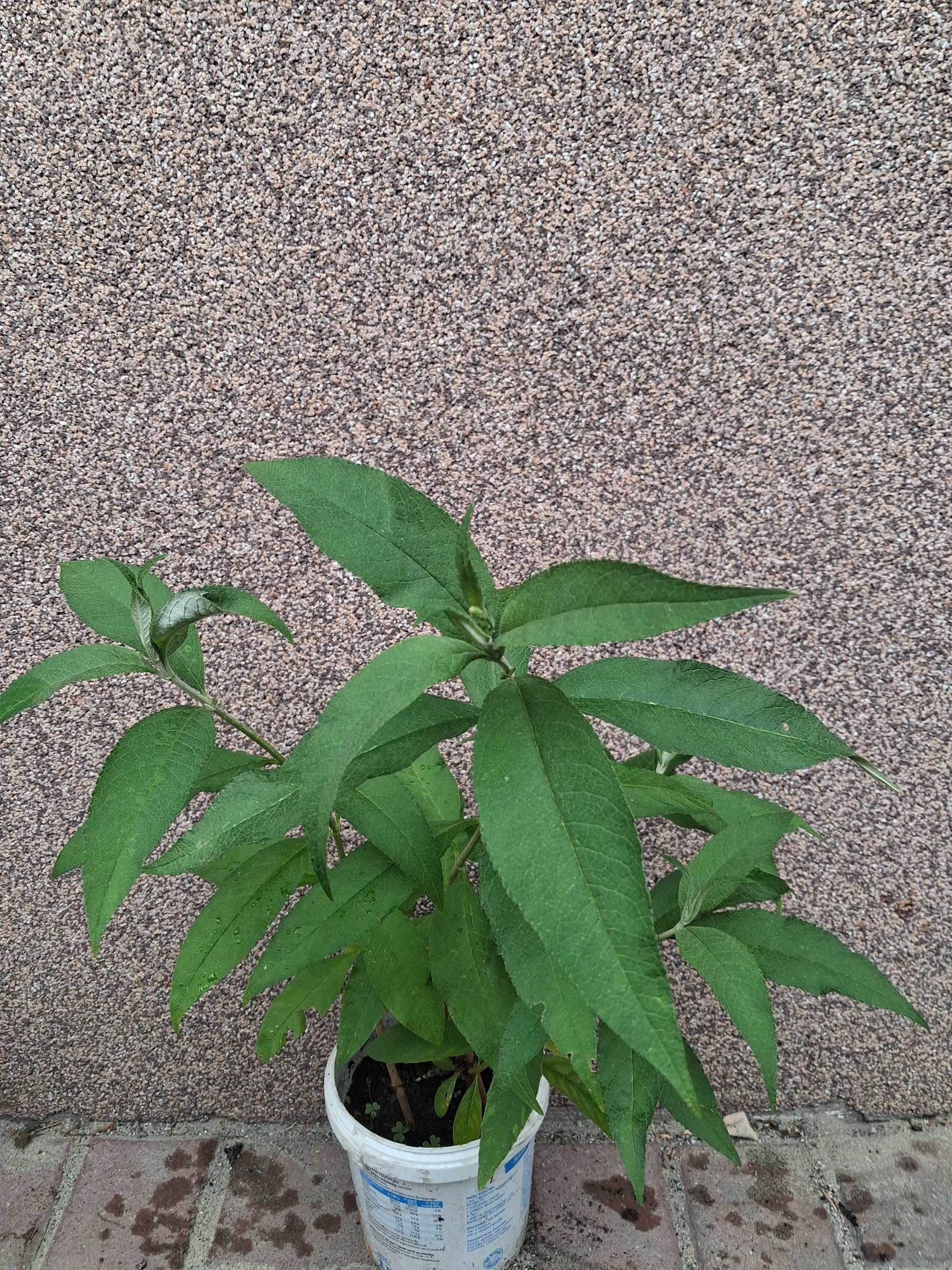 Budleja Davida - motyli krzew sadzonka