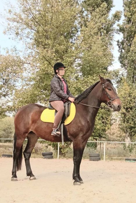 Продається молода, перспективна кобила трьох років.