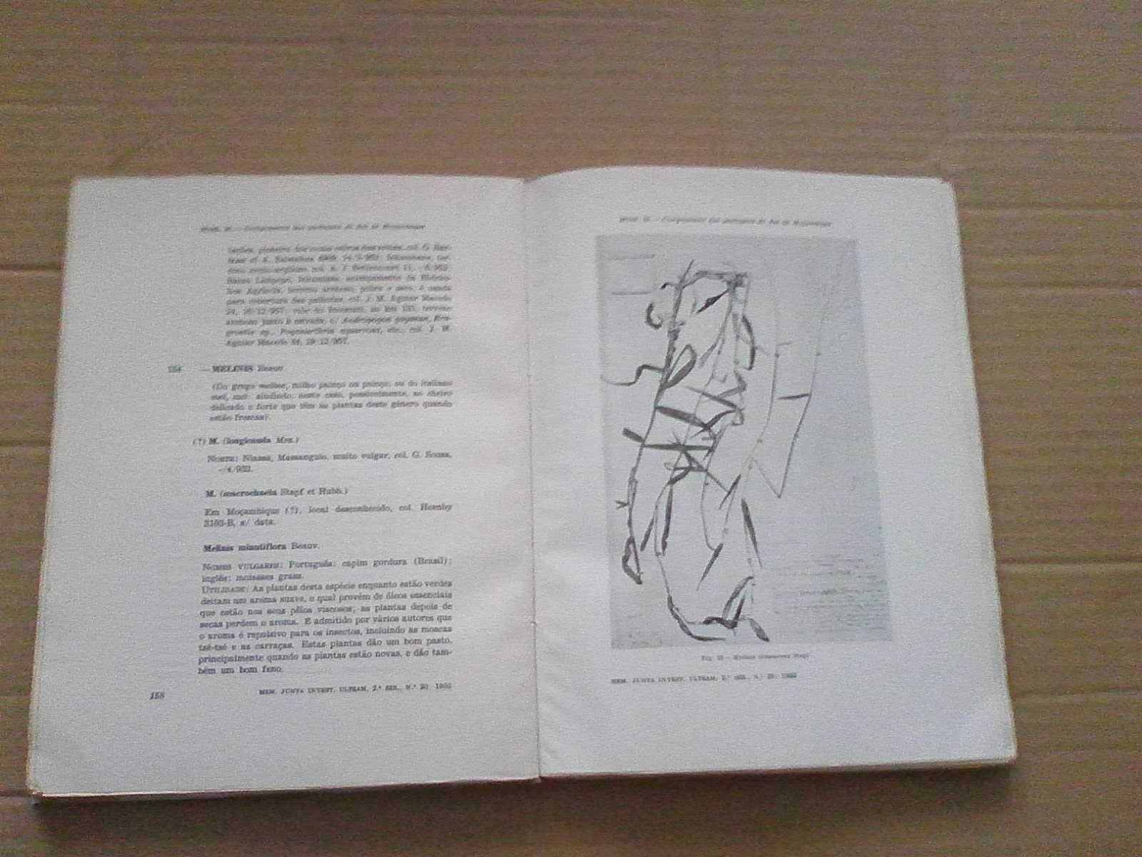 Os Principais Componentes Das Pastagens De Moçambique