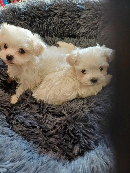 Maltanczyk śliczny piesek