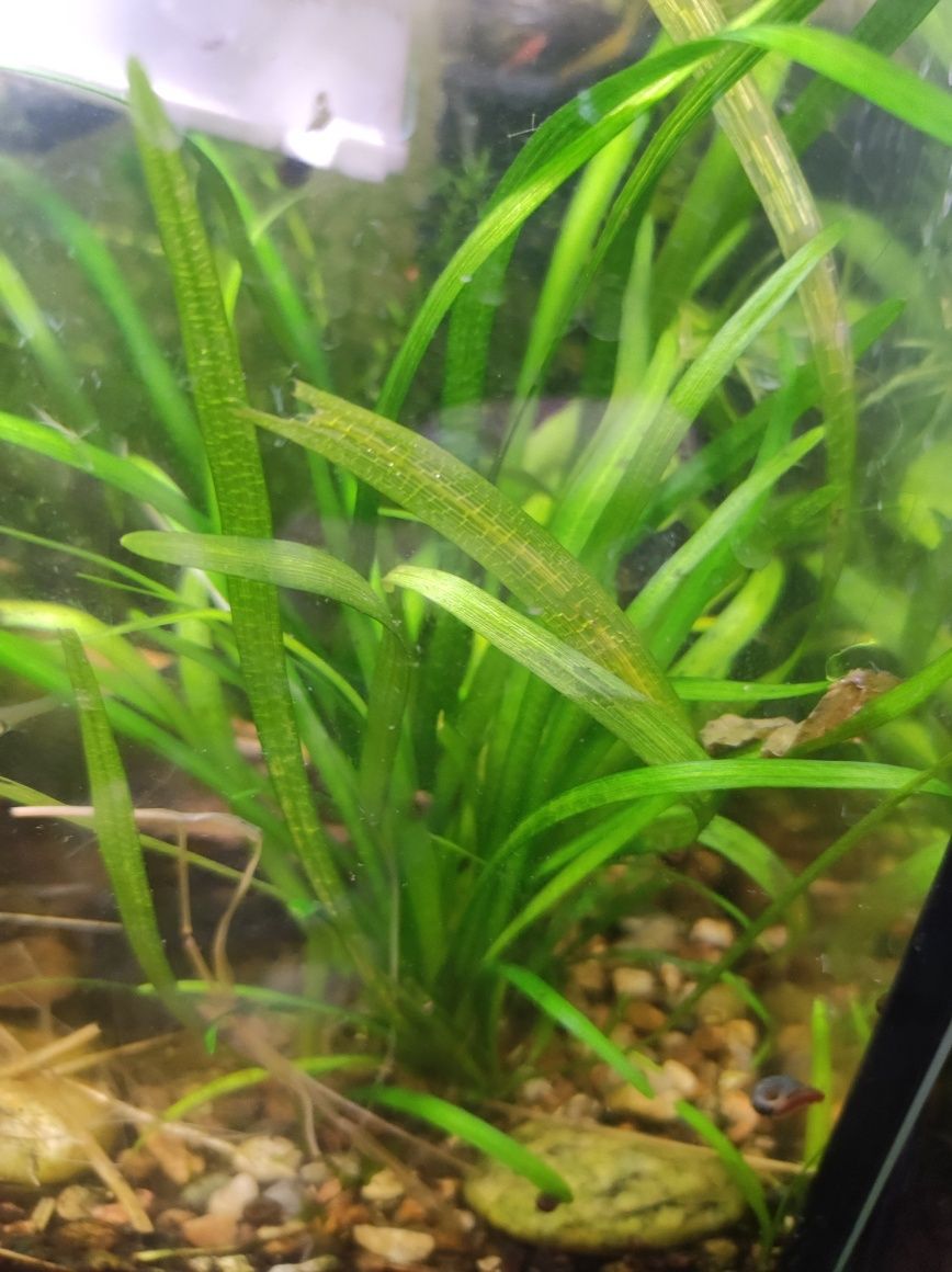 strzałka trawka sagittaria subulata łatwa roślina akwariowa