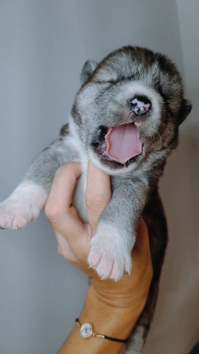 Samiec/miot H Akita Inu ZKwP/FCI