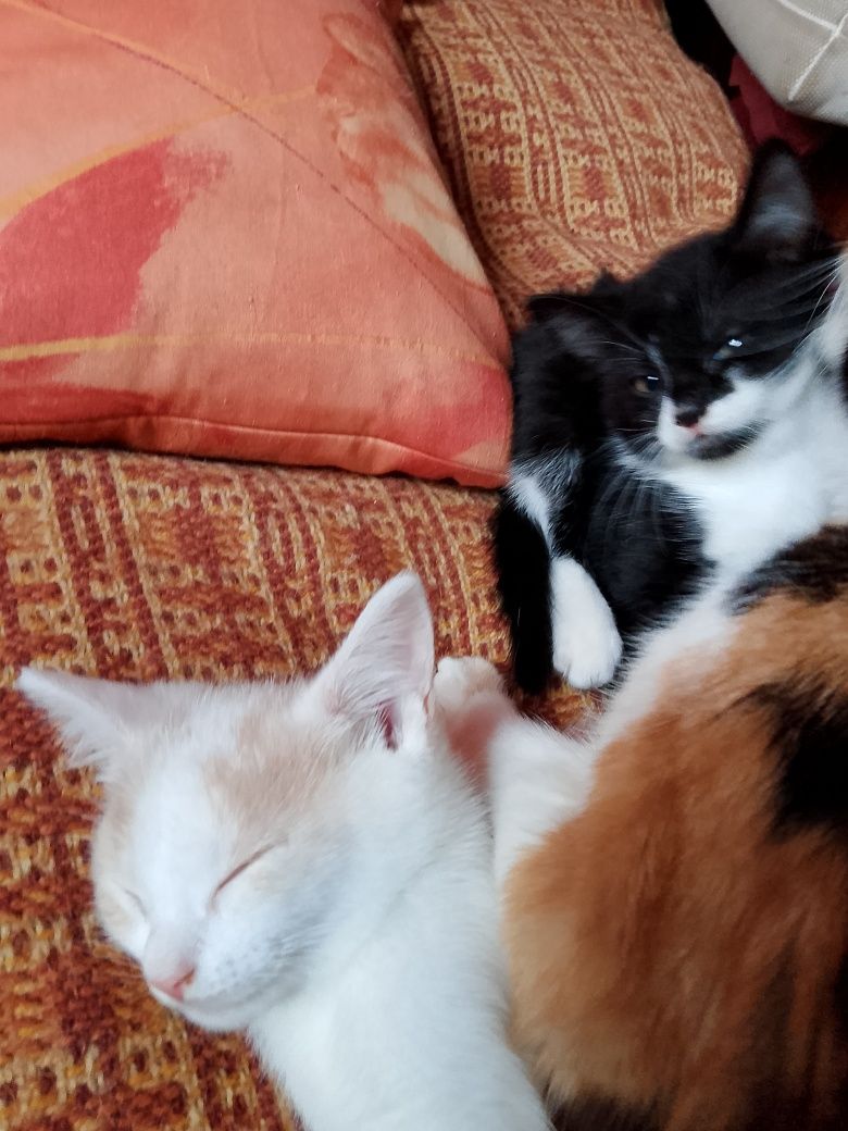 Młode kotki do adopcji